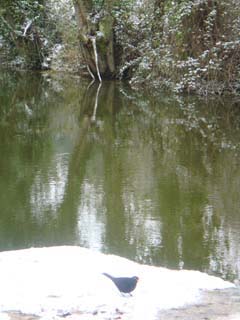 un pájaro en un río nevado